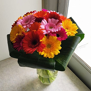 Gerbera Sunshine delivery to UK [United Kingdom]