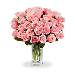 36 Long Stem Pink Roses delivery to Canada