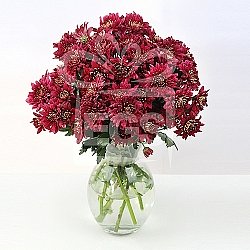 Red Chrysanthemums